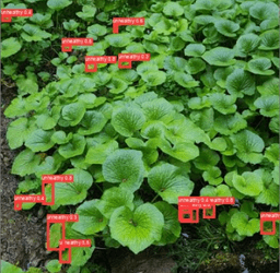 Wasabi Farming Management App (Bachelor Thesis) screenshot 5