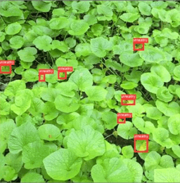 Wasabi Farming Management App (Bachelor Thesis) screenshot 6